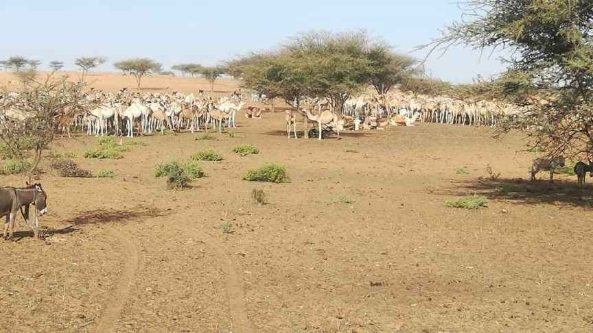 *الزكاة بالرهد تكمل ترتيباتها لانفاذ نفرة زكاة الانعام وتدشين برنامج شهر رمضان المبارك للعام الحالي* ..