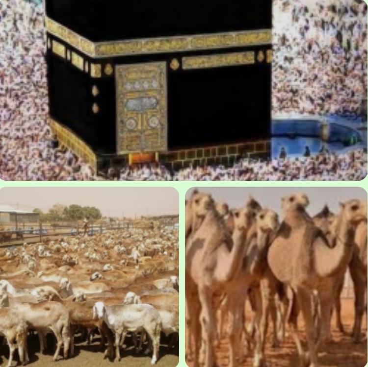 الدكتور/ أحمد التجاني محمد يكتب : 
🌀﴿ لَن يَنَالَ اللَّهَ لُحُومُهَا وَلَا دِمَاؤُهَا وَلَٰكِن يَنَالُهُ التَّقْوَىٰ مِنكُمْ ۚ) متي يرعوي سماسرة الهدي!؟
〰️〰️〰️〰️〰️〰️〰️〰️〰️